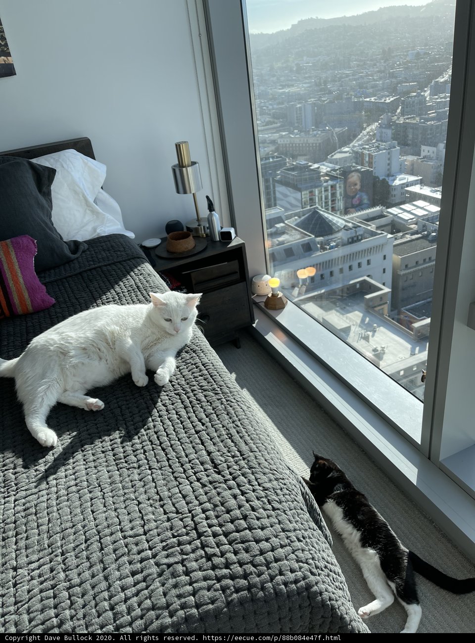 Two Feline Companions in the Heart of the City