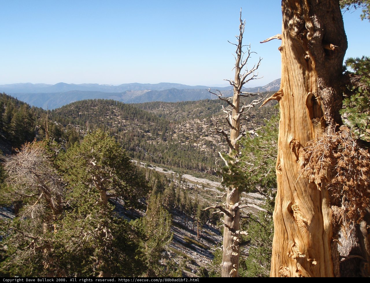 Tree Trunk Perspective