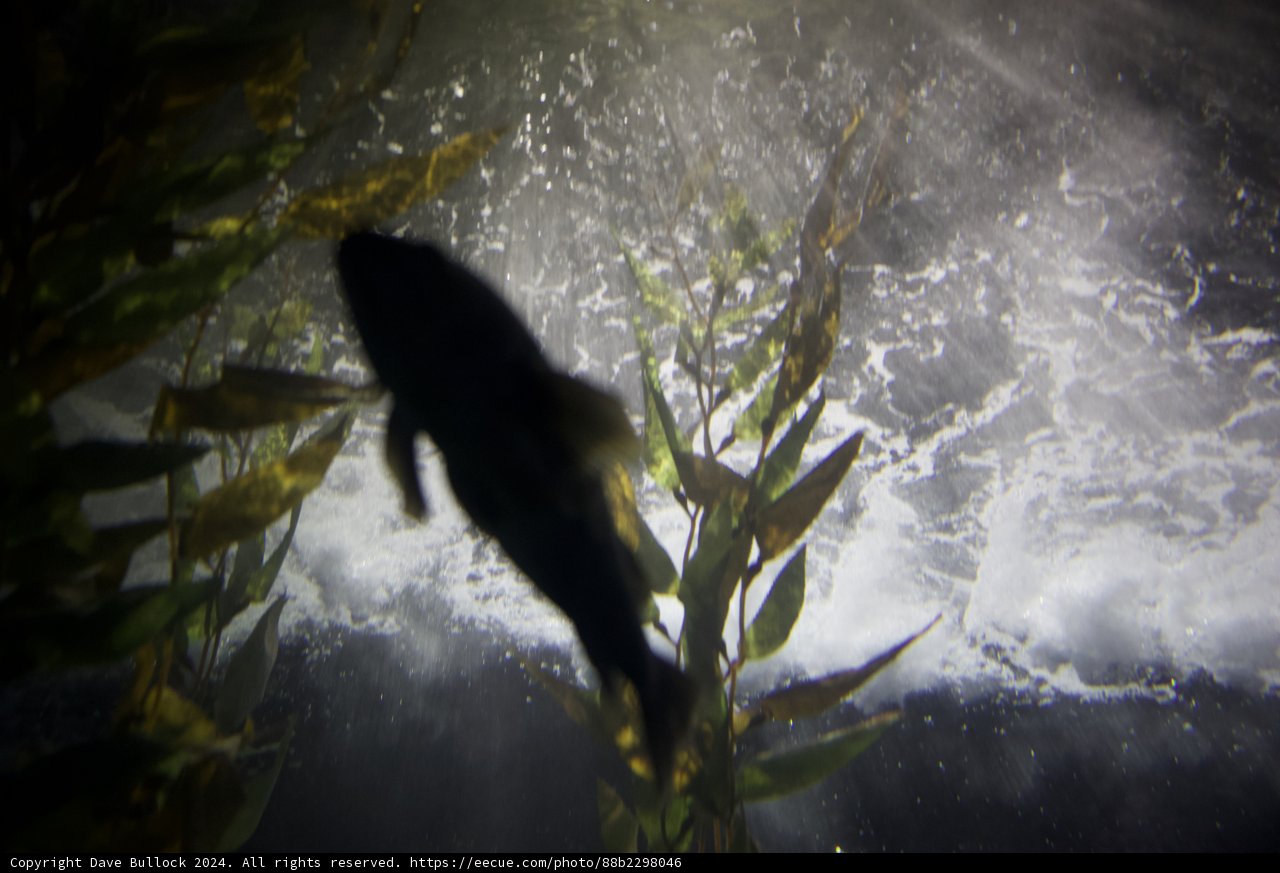 Serene Subaquatic Scene - 2024 Aquatic Exhibit