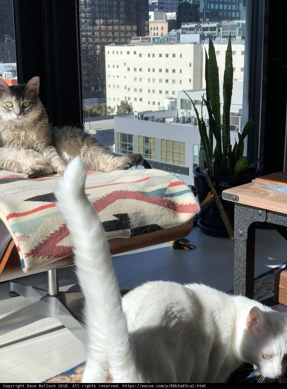 Two Cats on a Decorative Chair