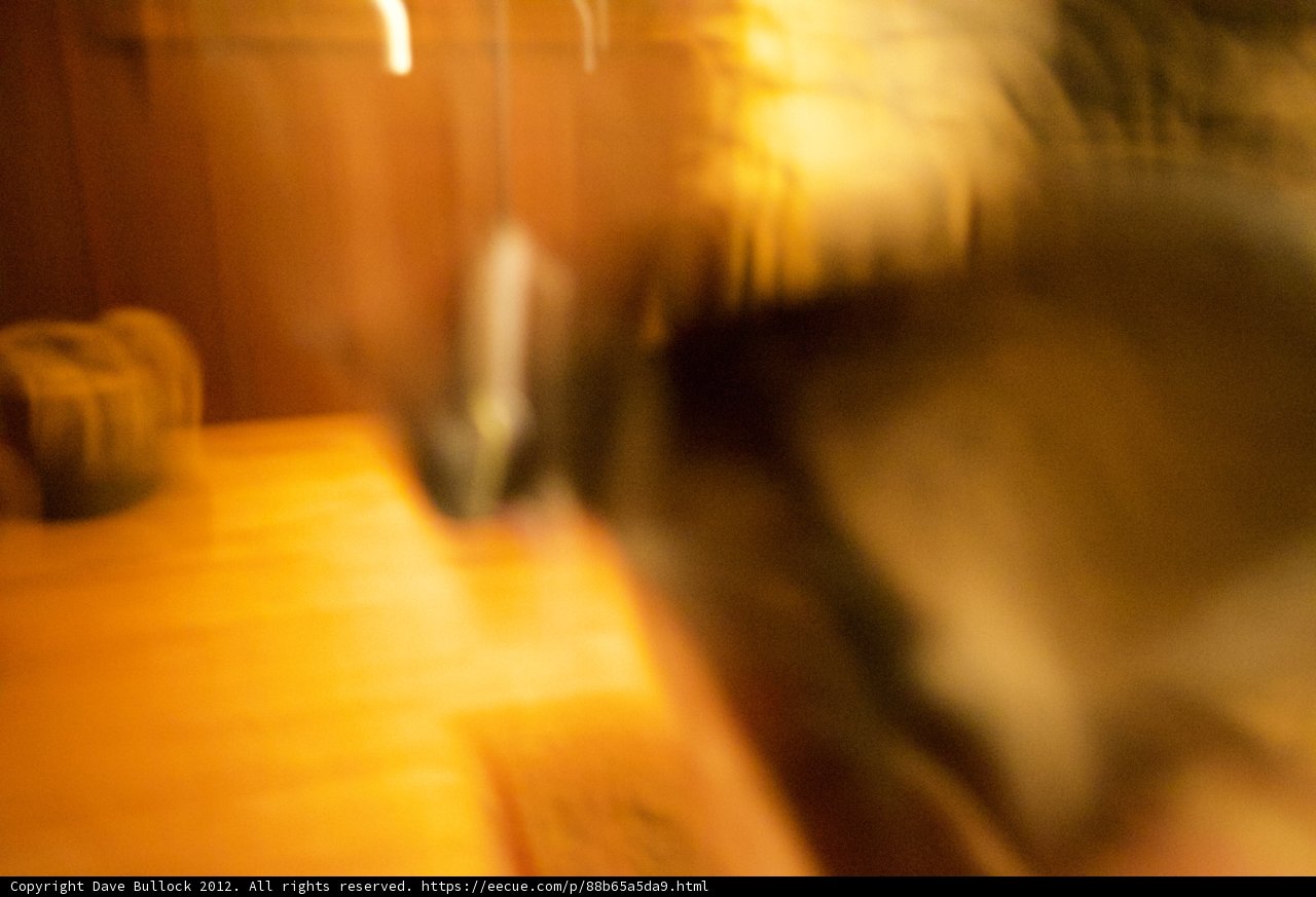 Feline in Focus