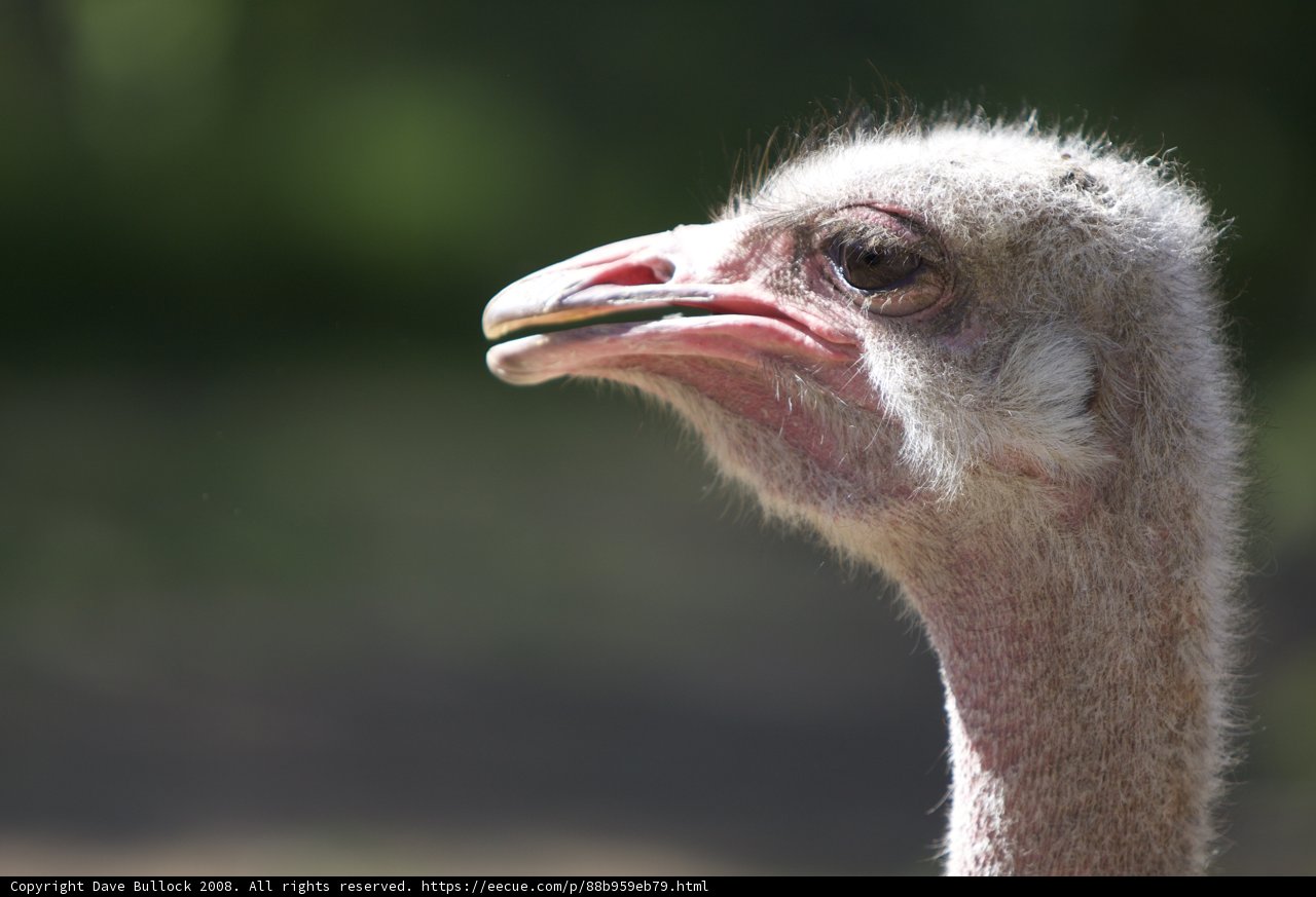 Up Close with an Ostrich