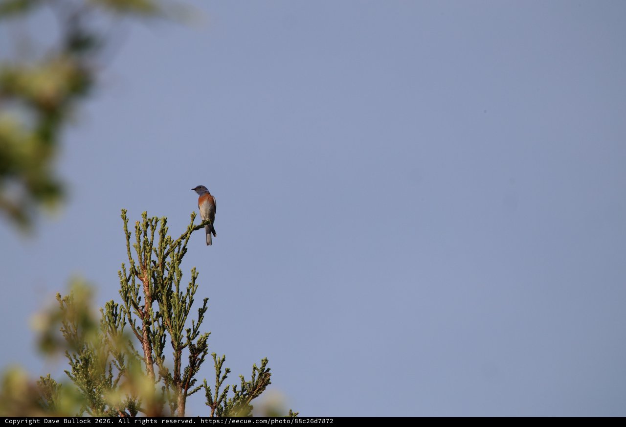 Western Bluebird Perched on Evergreen Branch at Dawn