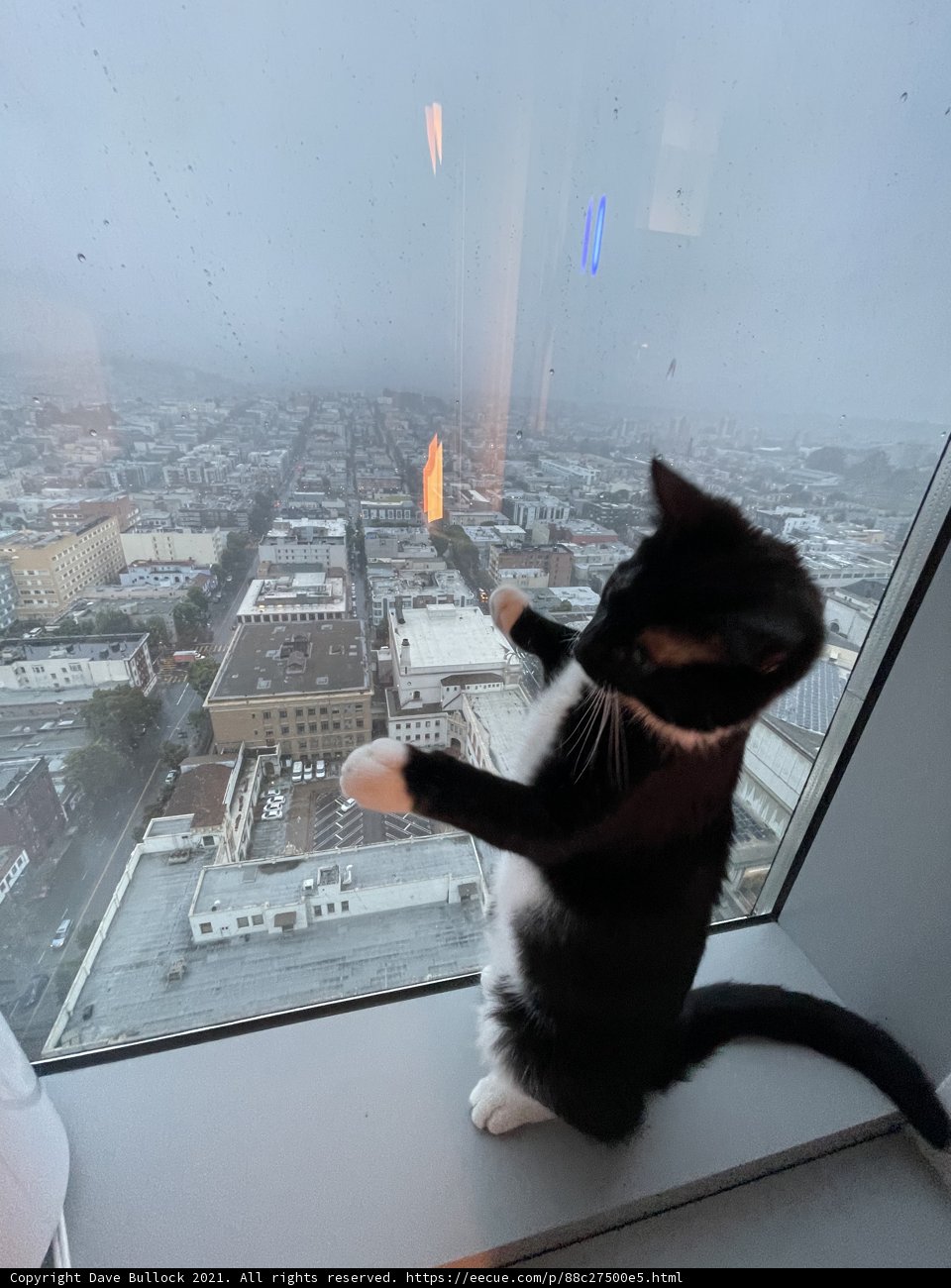 Urban Feline on a Windowsill