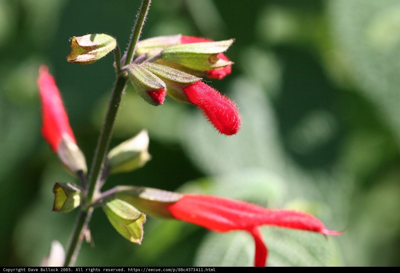 Radiant Red Geranium