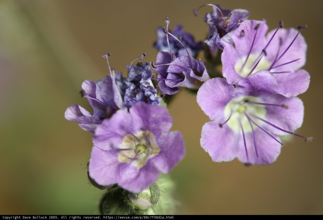 Purple Geranium Flowers with Delicate Stamens