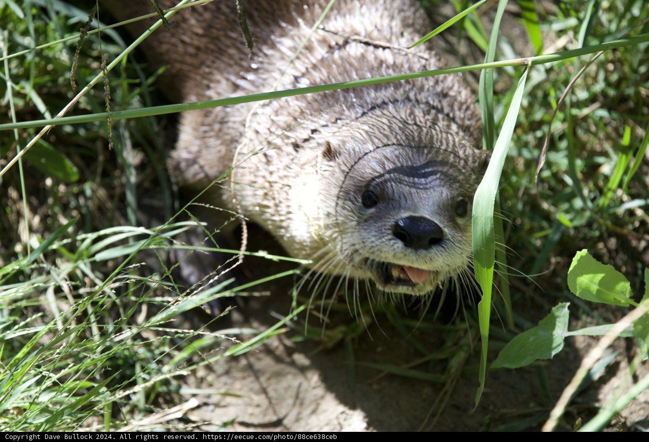 Curiosity in the Creek