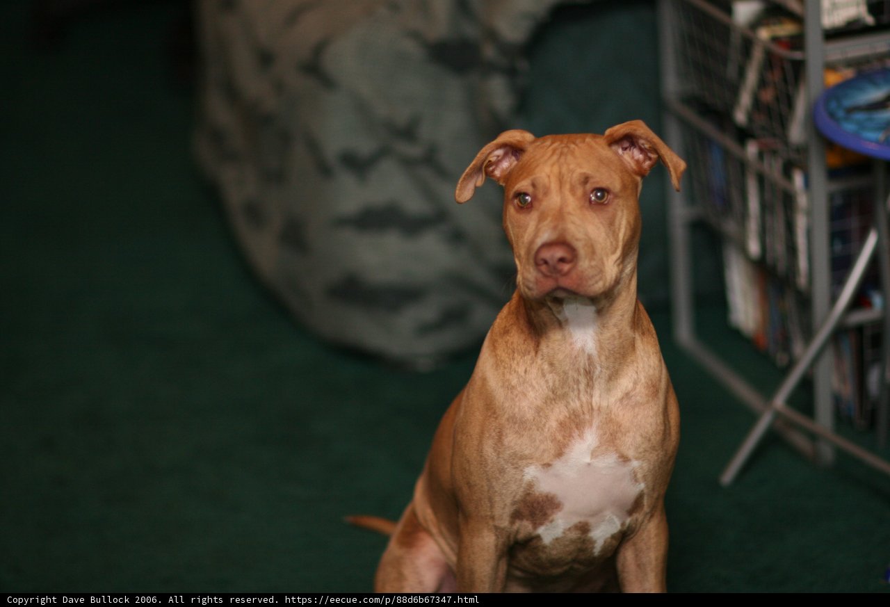 Serene Pitbull