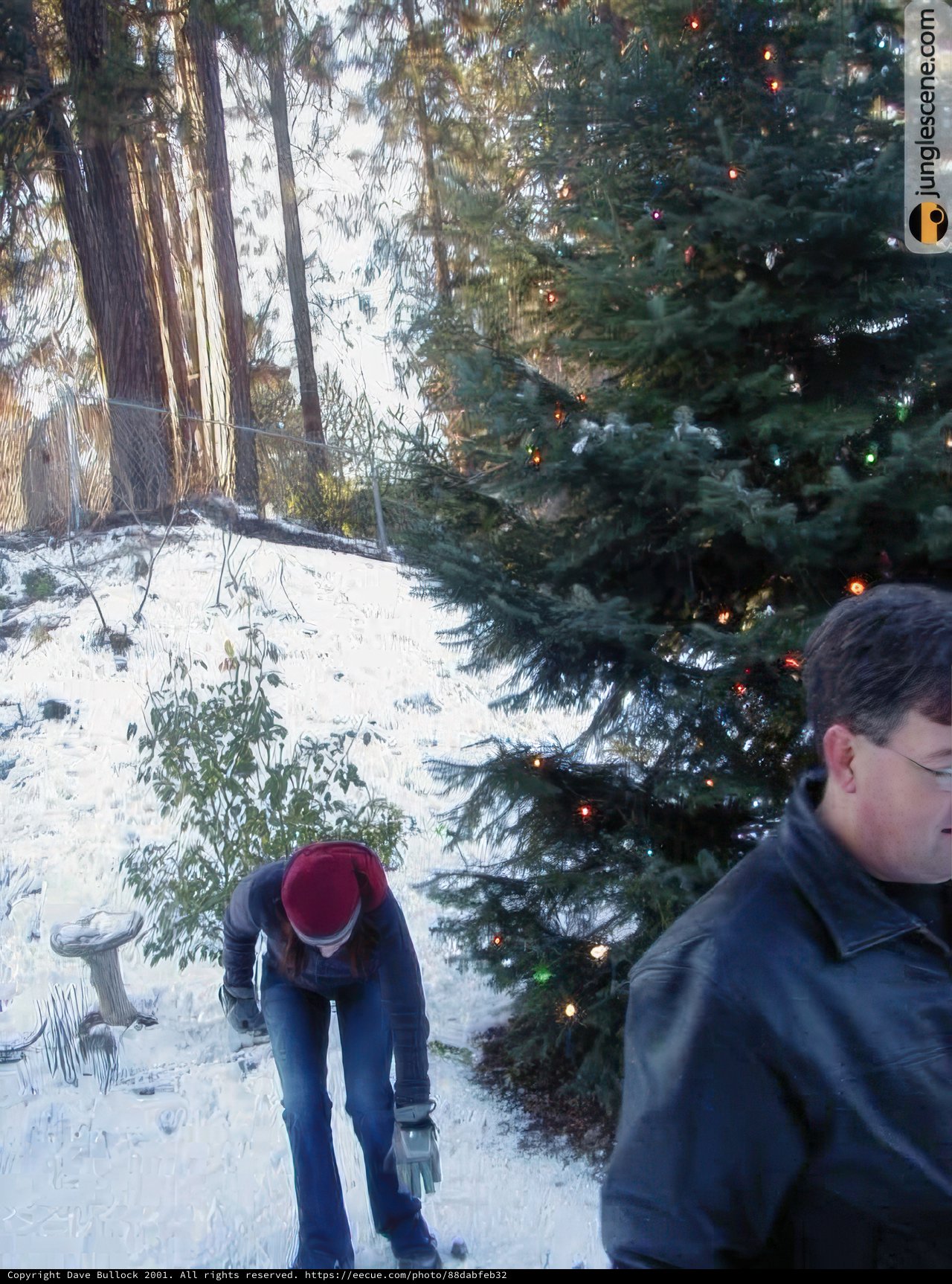 Winter Wonderland by the Tree