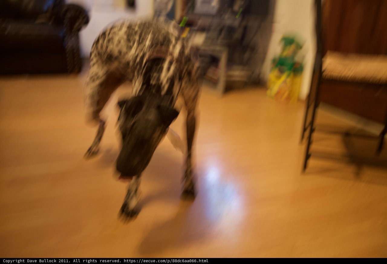 Hardwood Hound
