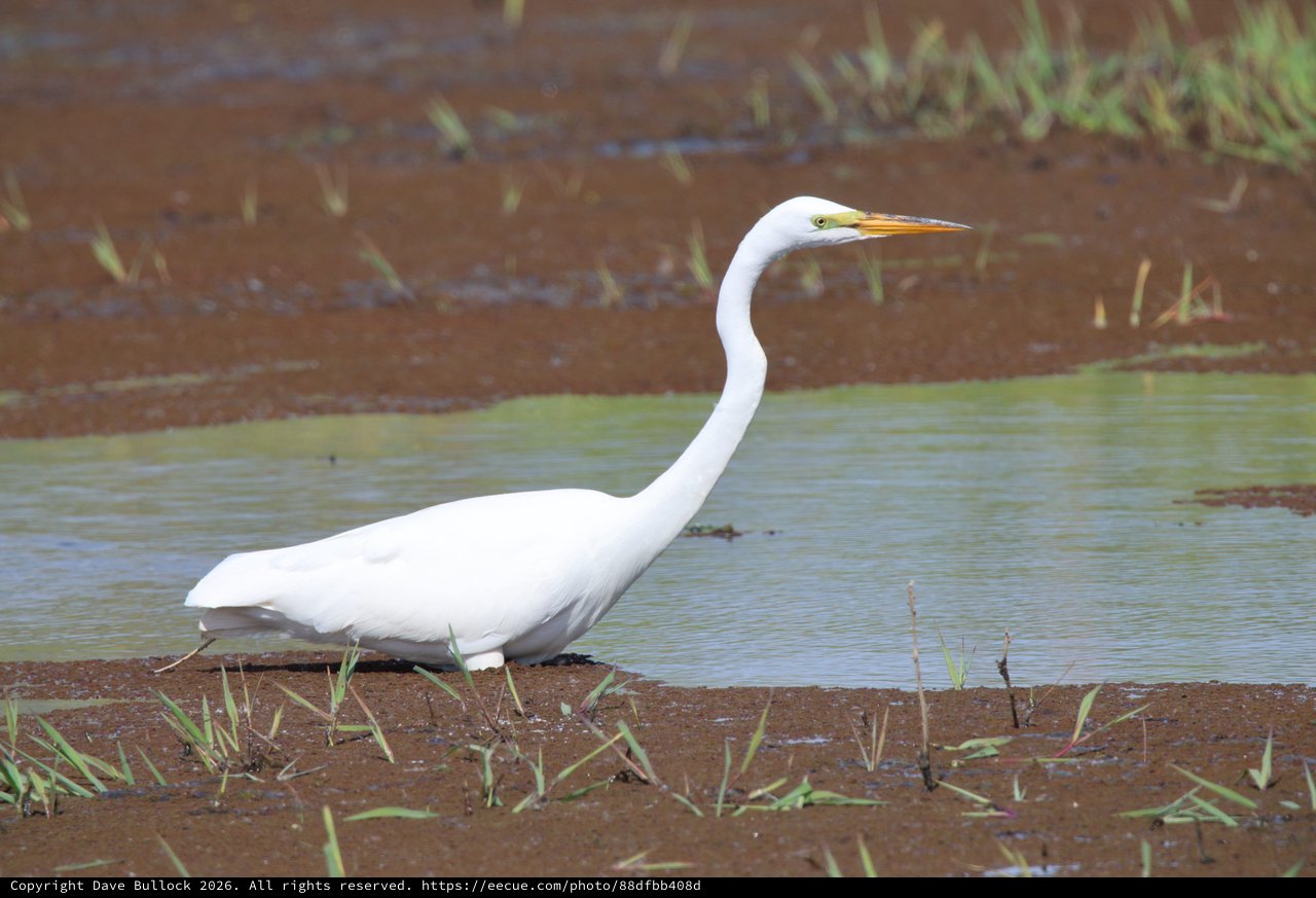 Great Egret Wading in Shallow Wetland Waters