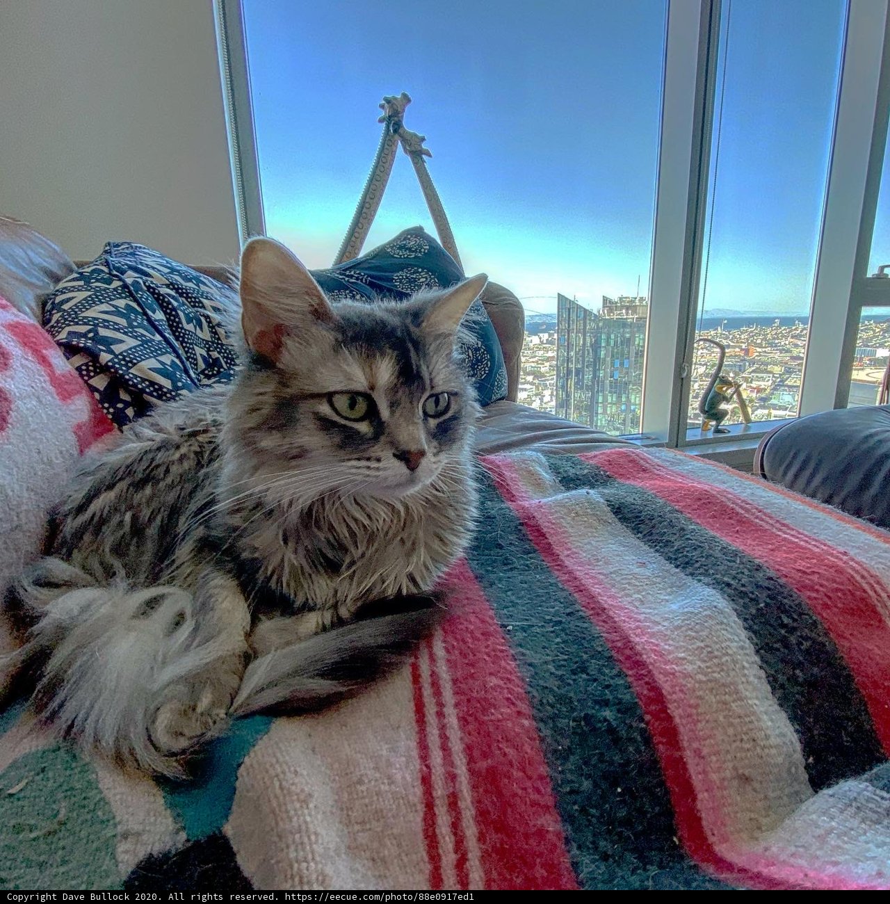 City Cat and Skyline