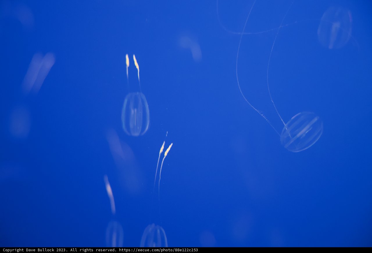 Jellyfish Dance under the Monterey Sky