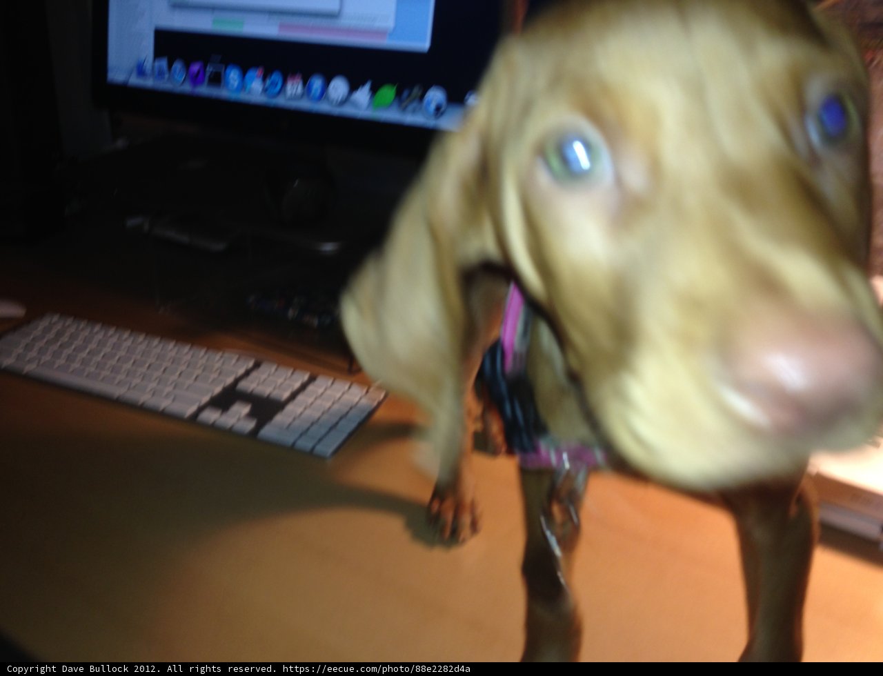 Technology Meets Furry Friend