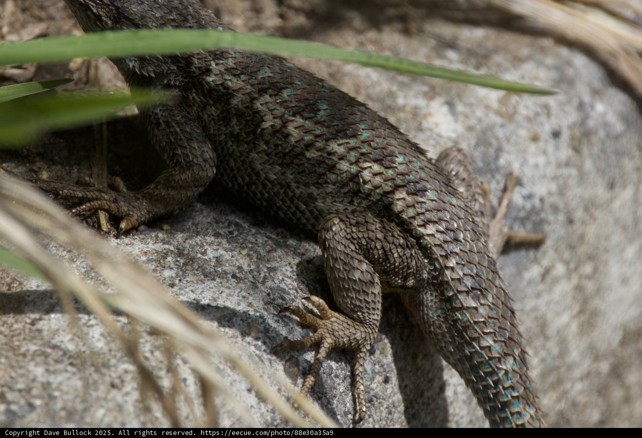 Sunlit Scales of Palo Corona