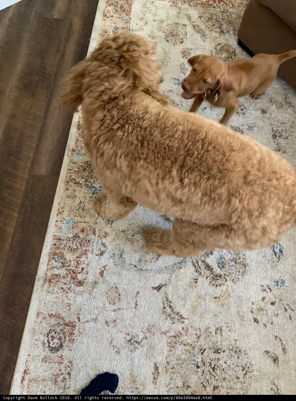 Puppy Playtime