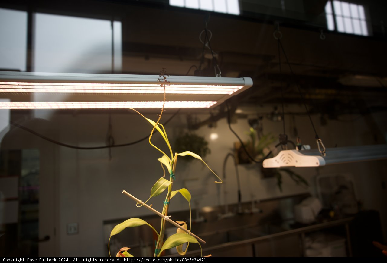 Luminescence in Bloom