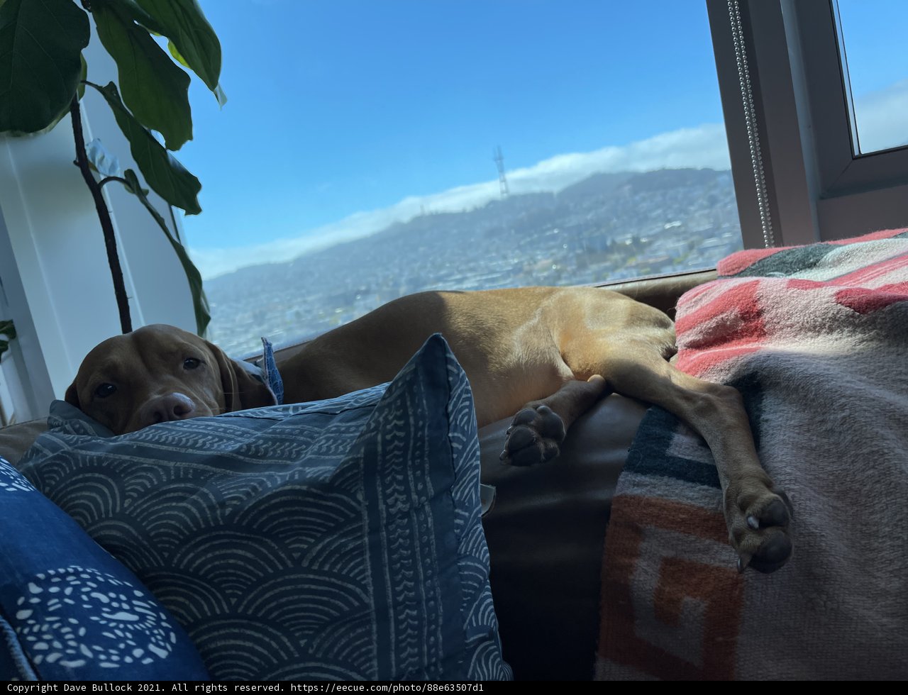 Urban Pup Lounging on Linen Couch