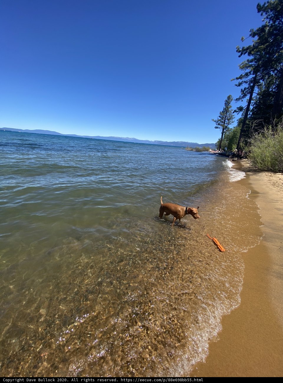 A Dog's Day Out on the Beach