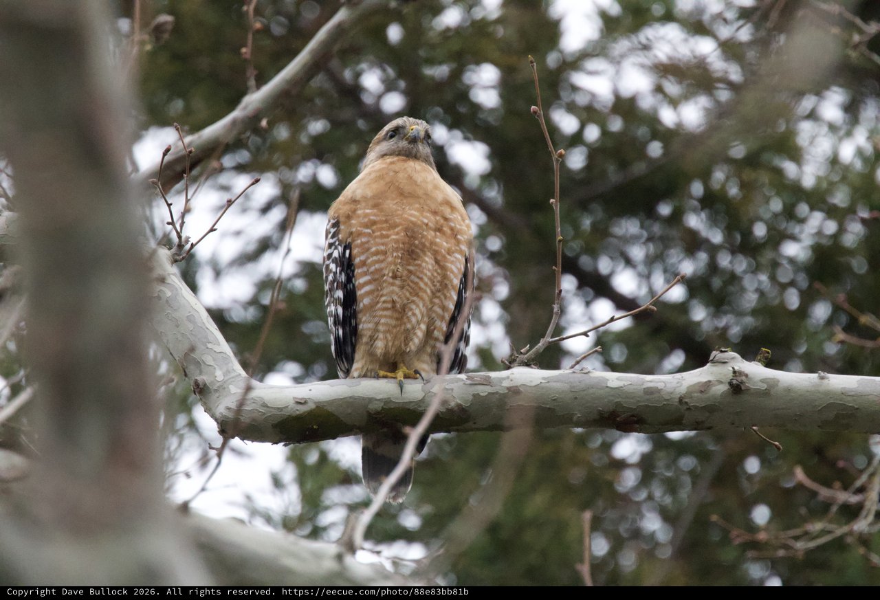 Red-shouldered Hawk Perched on Birch Branch