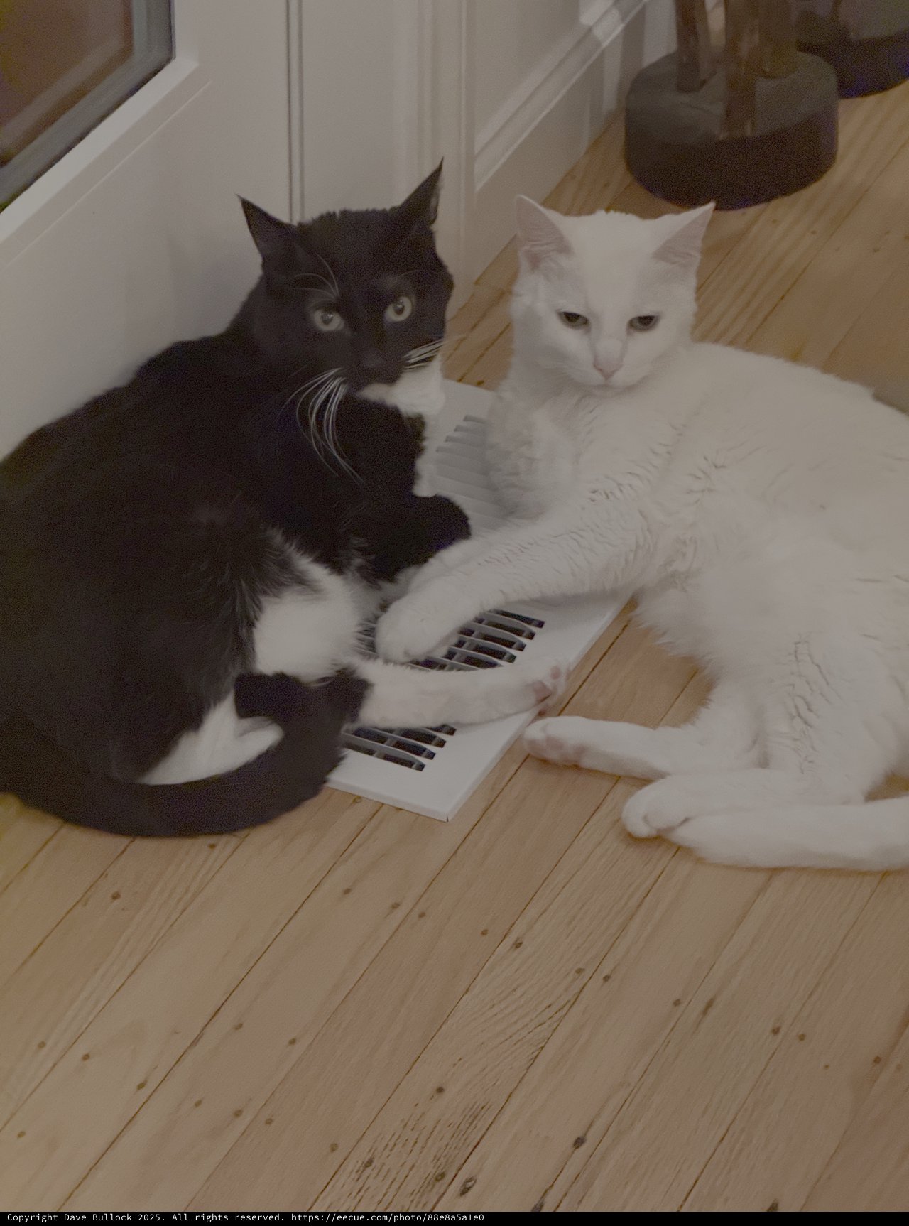 Two Cats Lounging by Floor Heating Vent