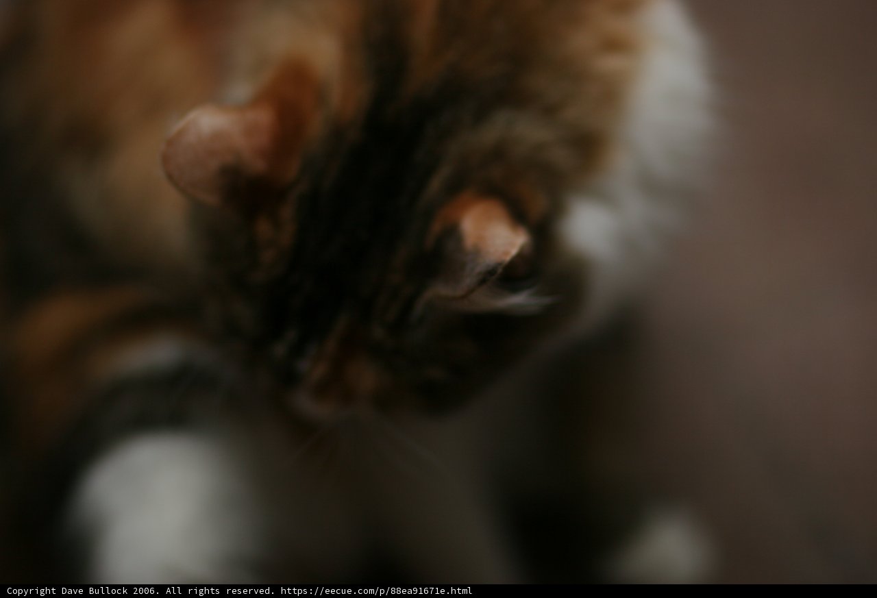 Fuzzy Feline