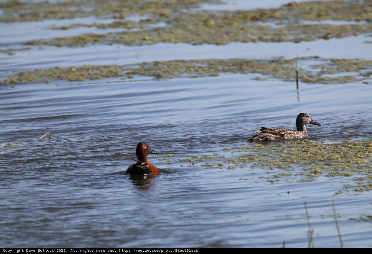 Northern Shoveler Pair Swimming in Wetland Waters