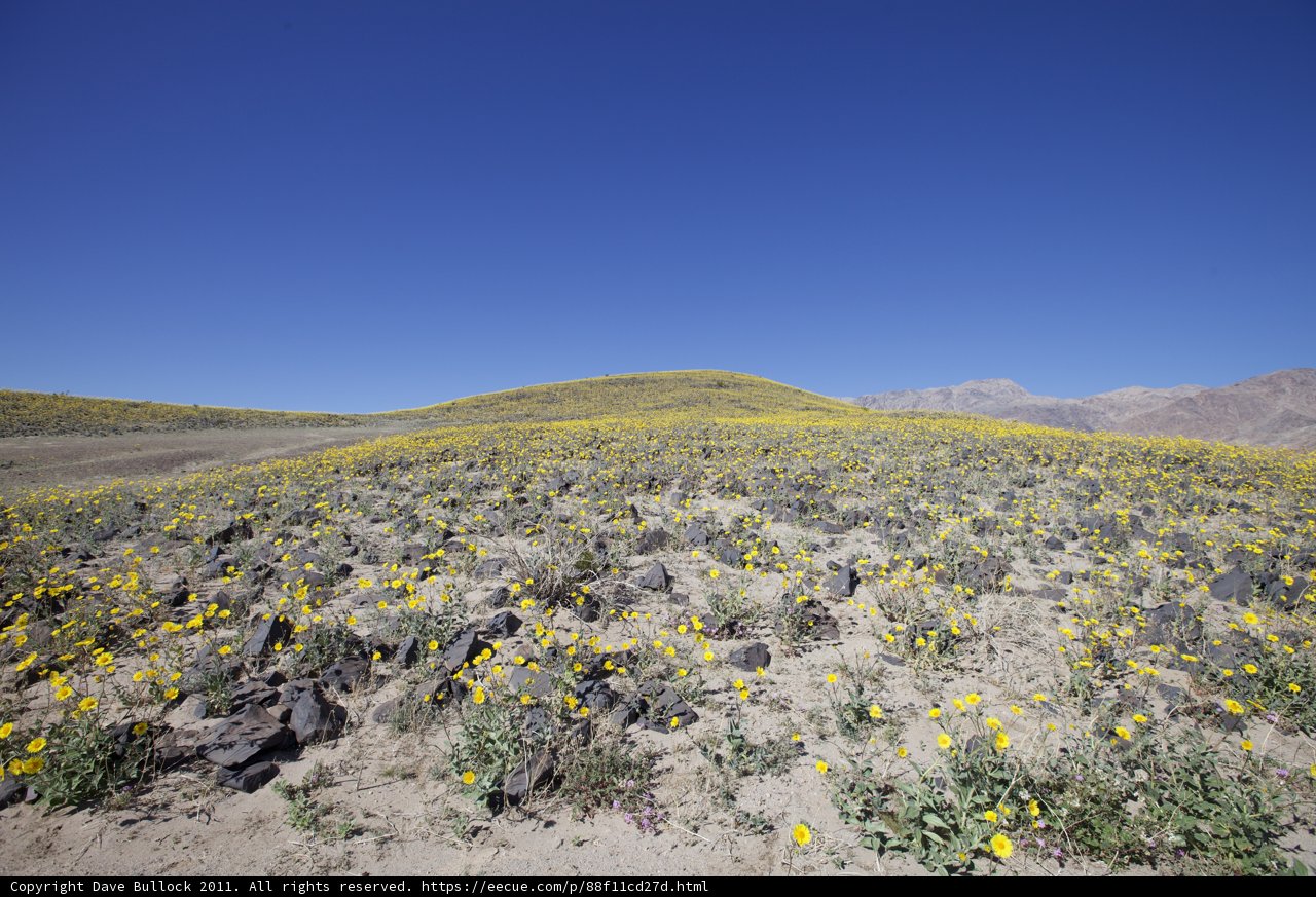 Golden Beauty in the Desert