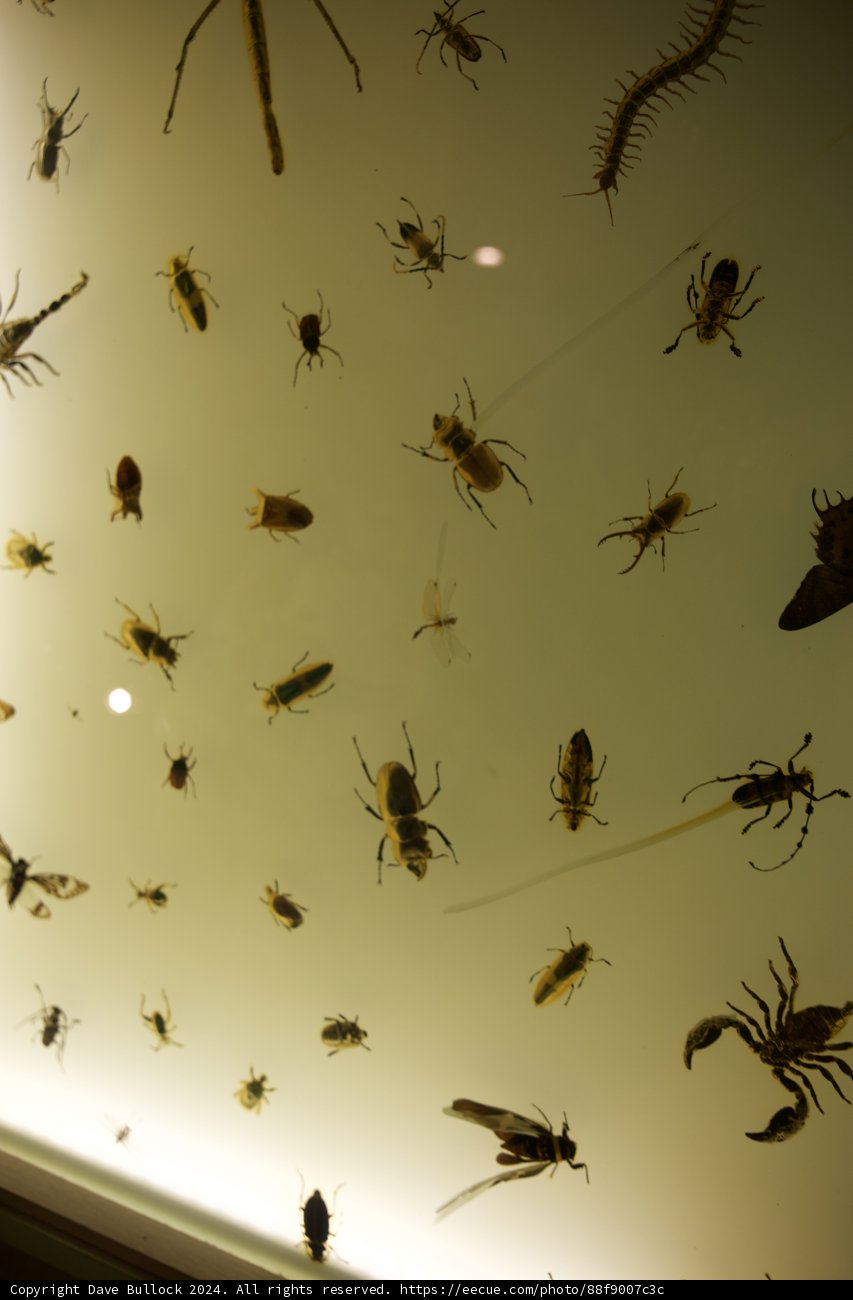 Micro Marvels: A Close-Up Adventure