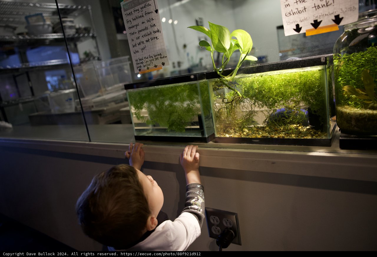 Young Explorer at the Aquarium
