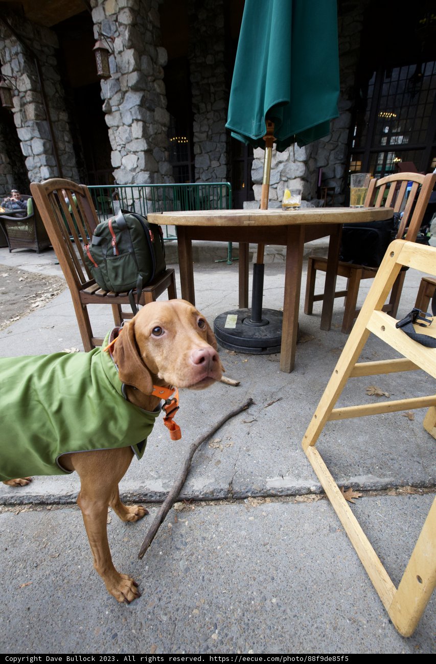 Yosemite Adventure: A Dog's Holiday Tale in 2023