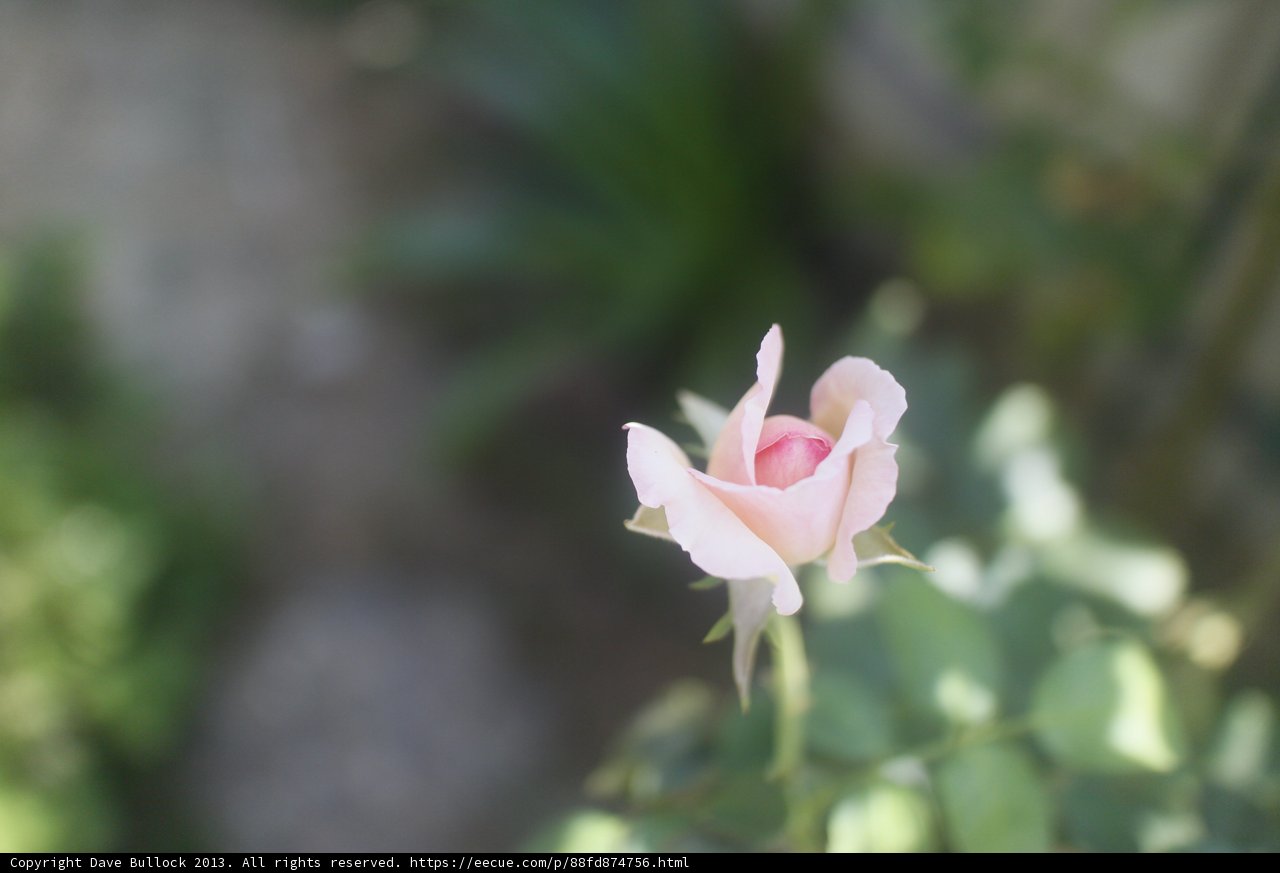 A Lone Pink Rose in Altadena