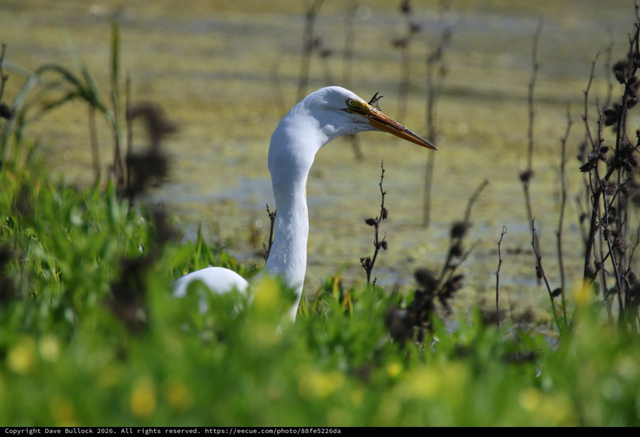 Great Egret Hunting in Wetland Marsh Vegetation