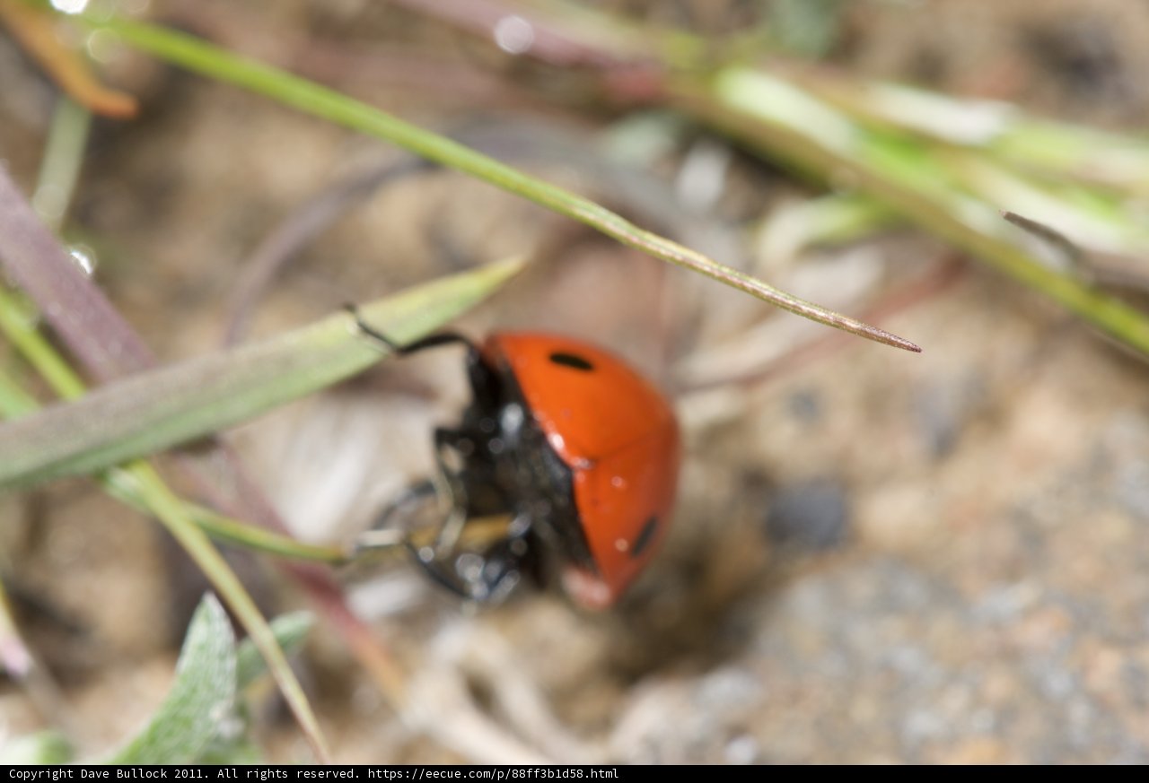 The Ladybug's Secret Spot