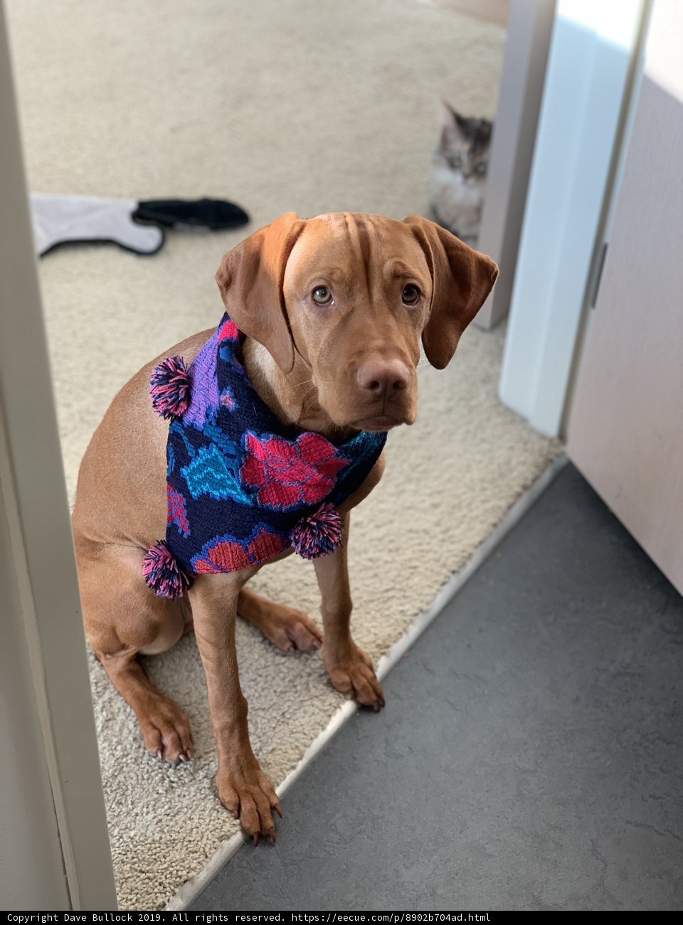 Colorful Scarf Pooch