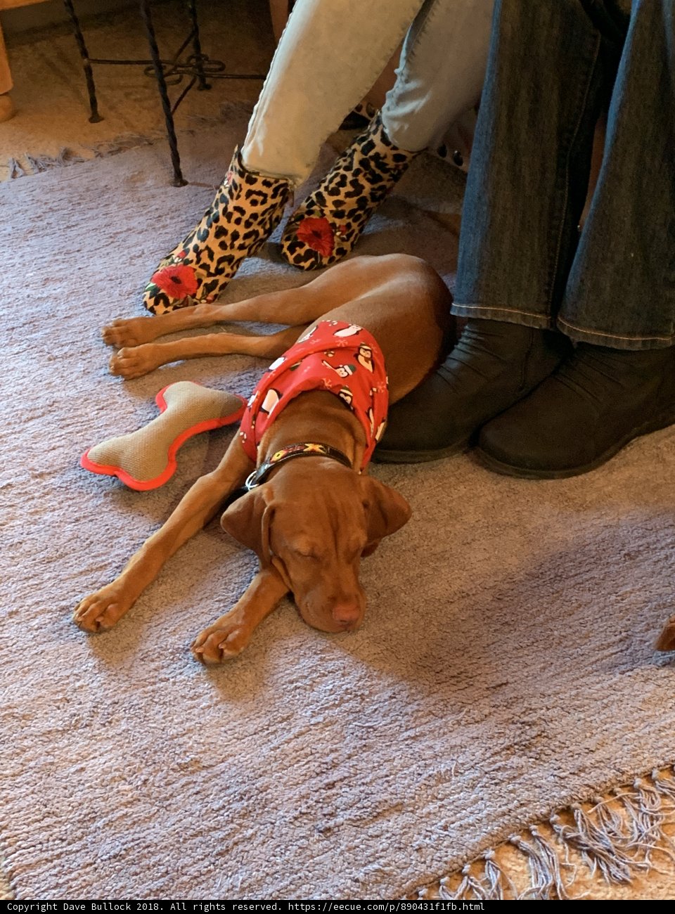 Fashionable Vizsla