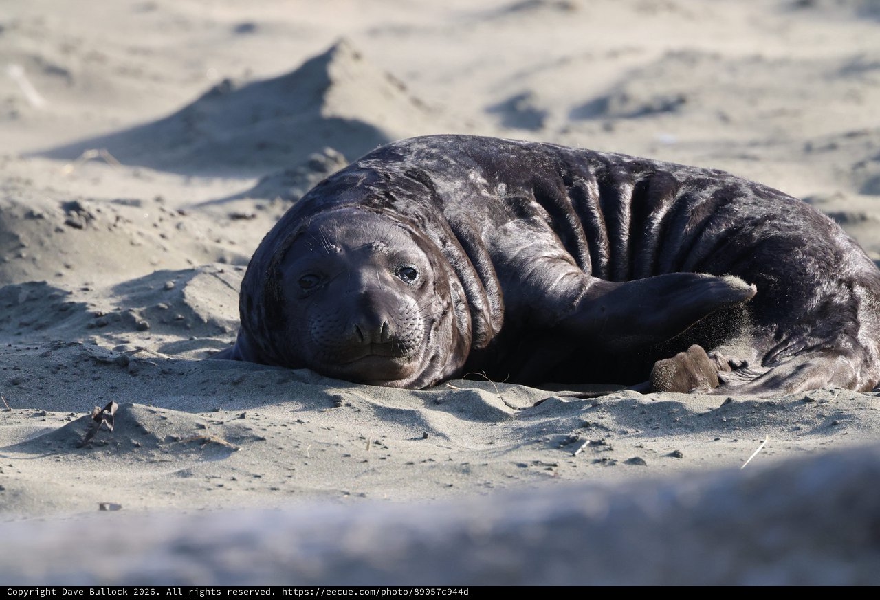 Elephant Seal Pup Resting on Drakes Beach Sand