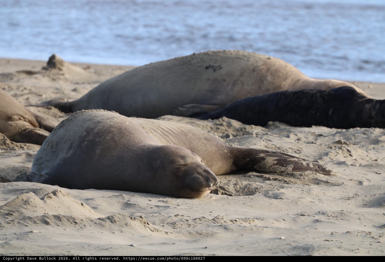 Elephant Seals Resting on Drakes Beach Sand