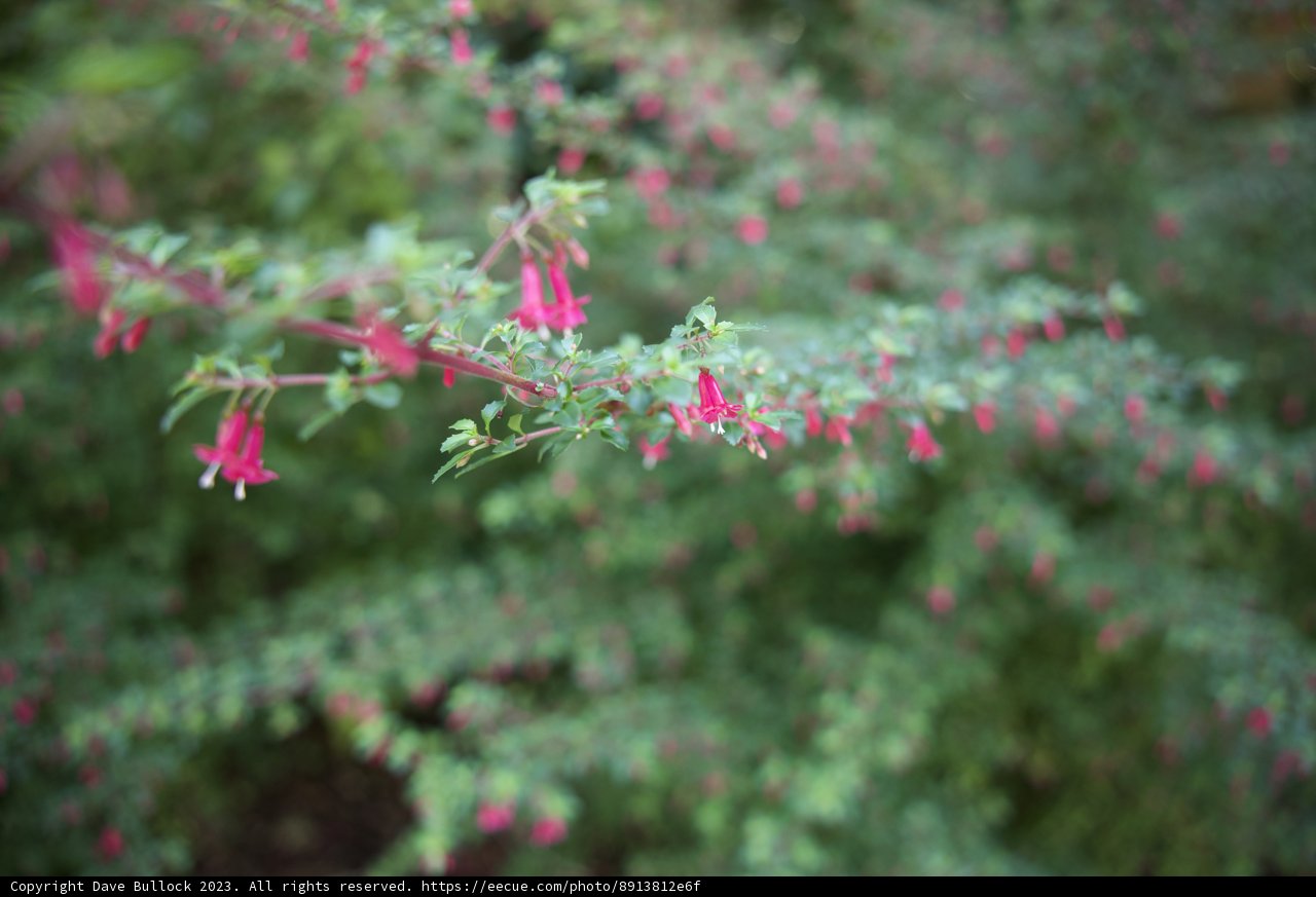 A Delicate Bloom in the Heart of San Francisco