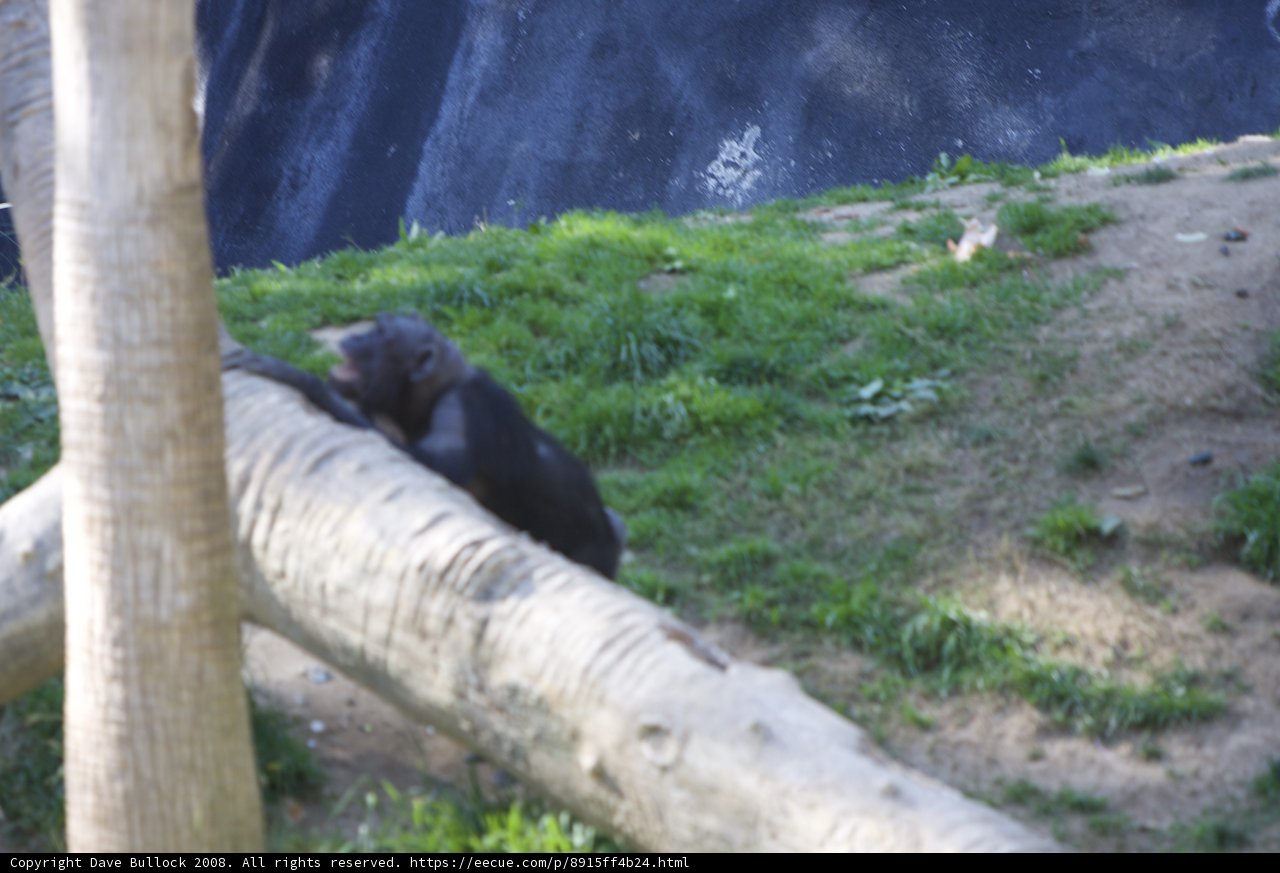 The Ape on the Branch