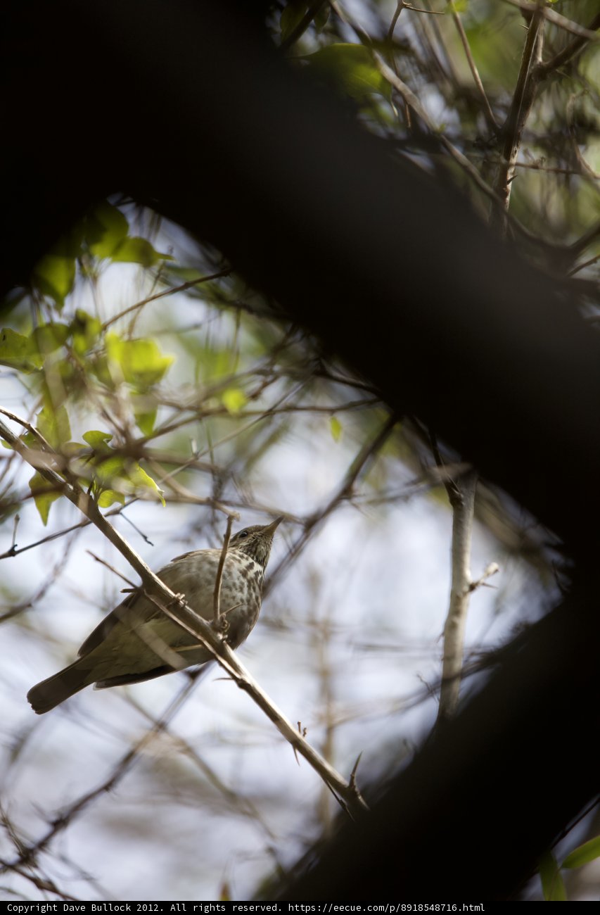 Feathered Perch