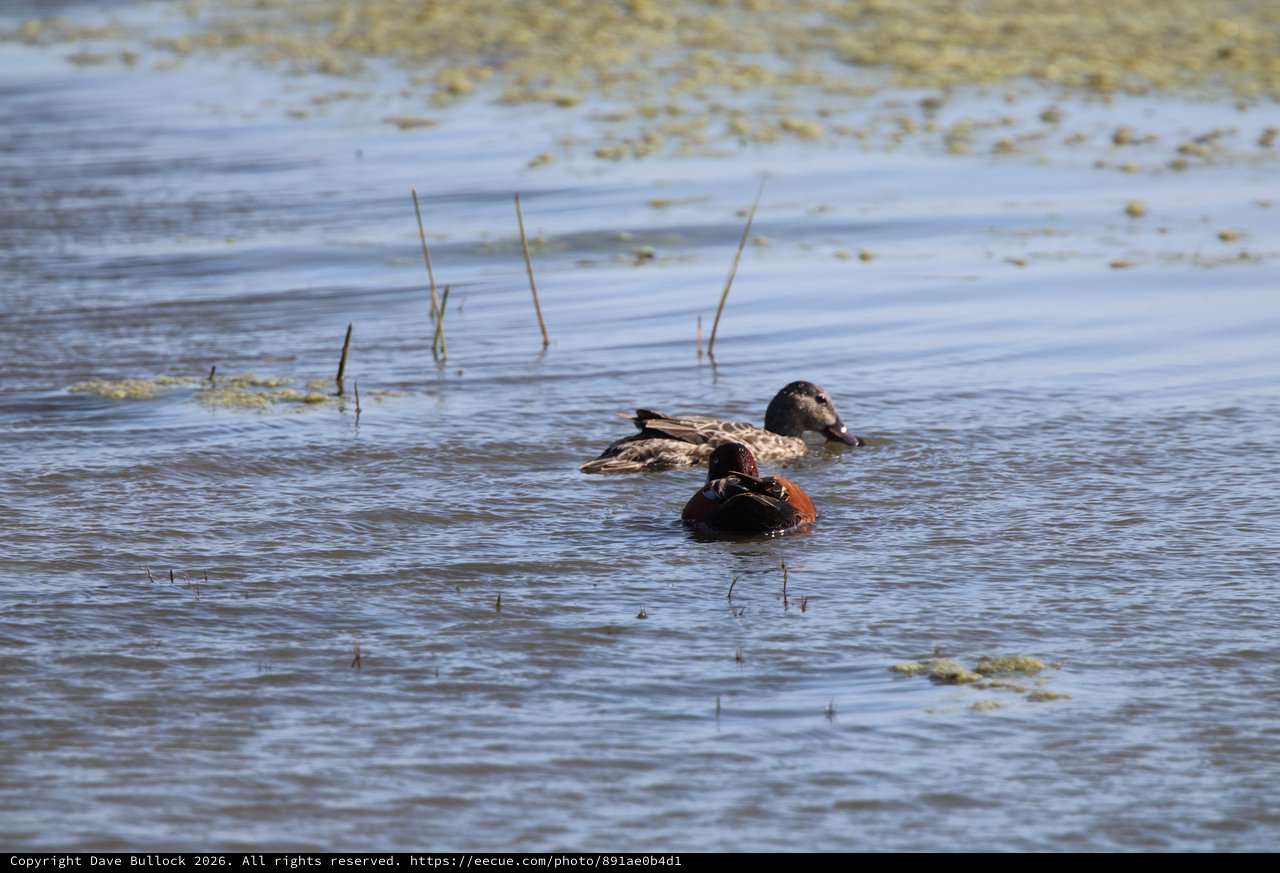 Resting Ducks in Shallow Wetland Waters