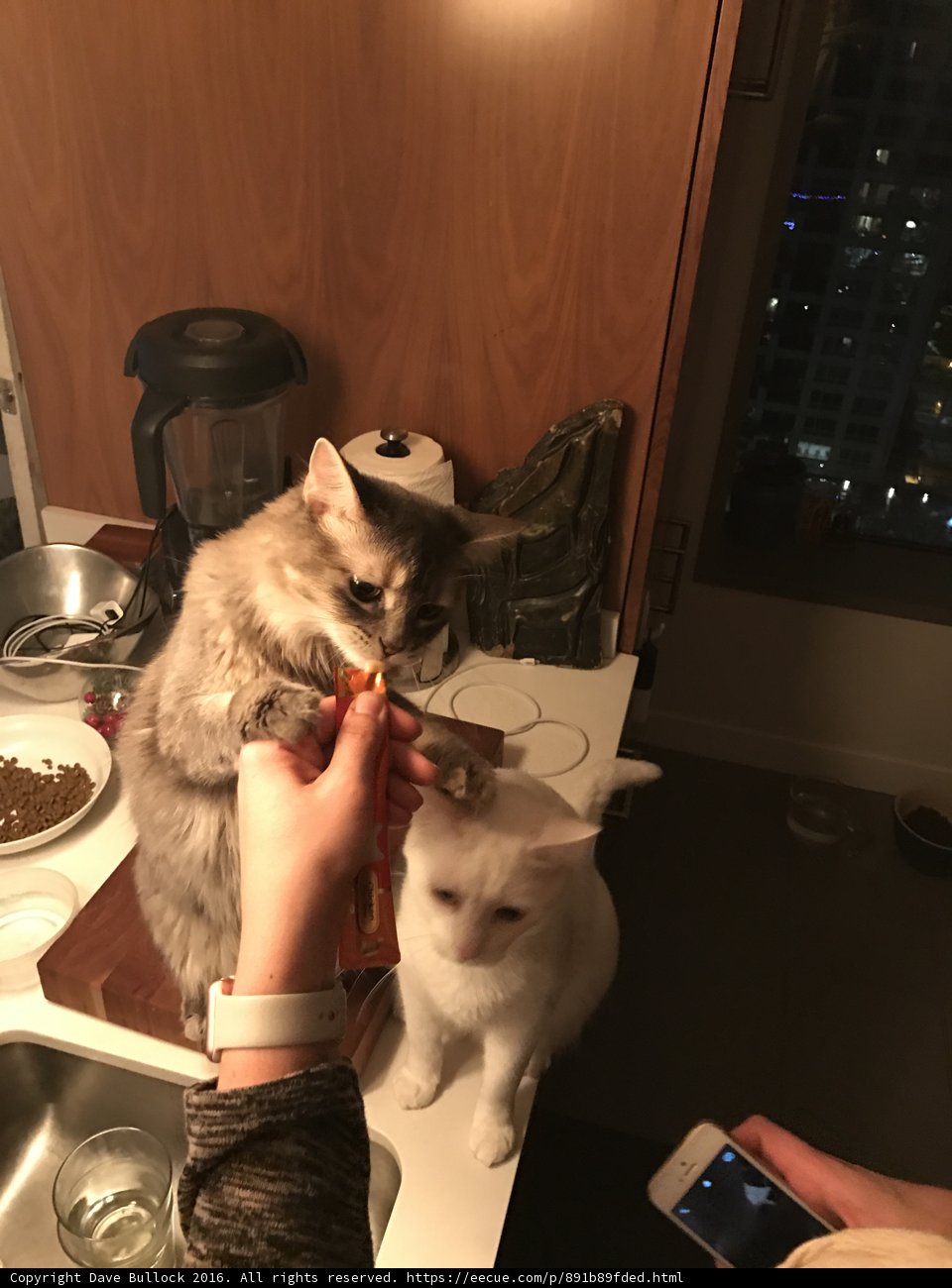 Feeding Time with Feline Friends