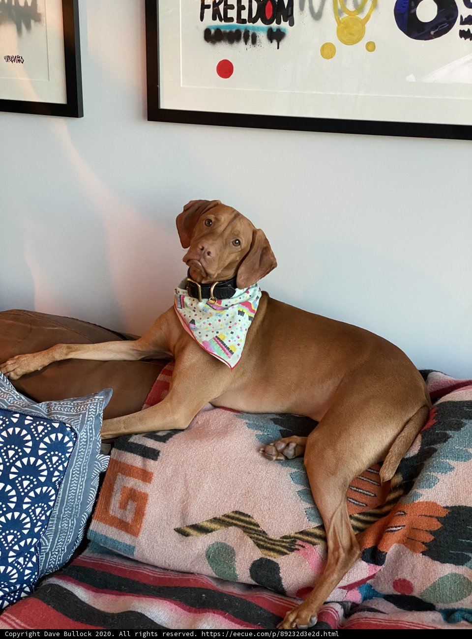 Cozy Canine Couch Potato