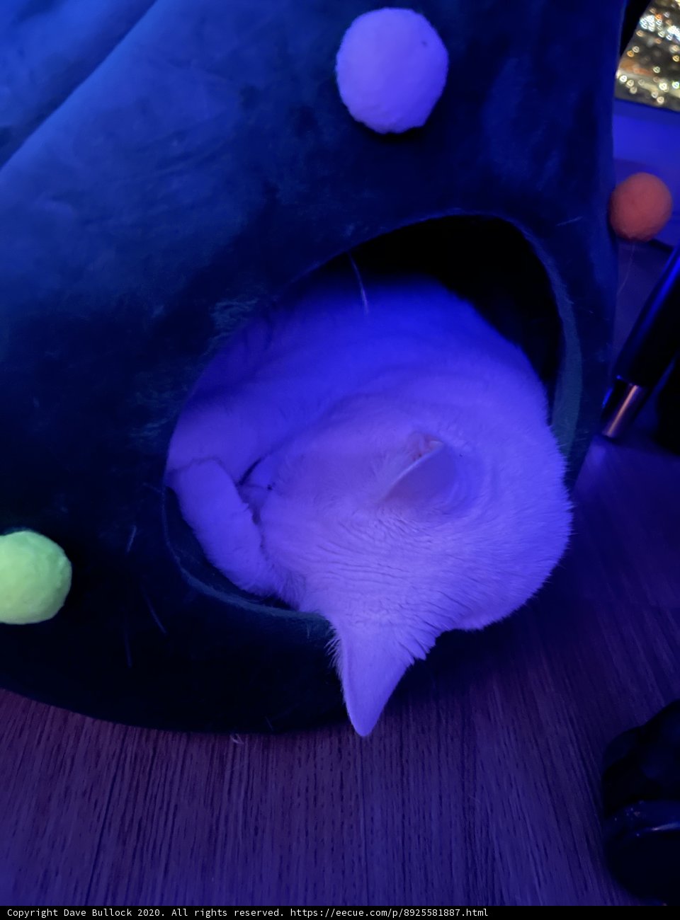 Cat Nap in a Green Sphere