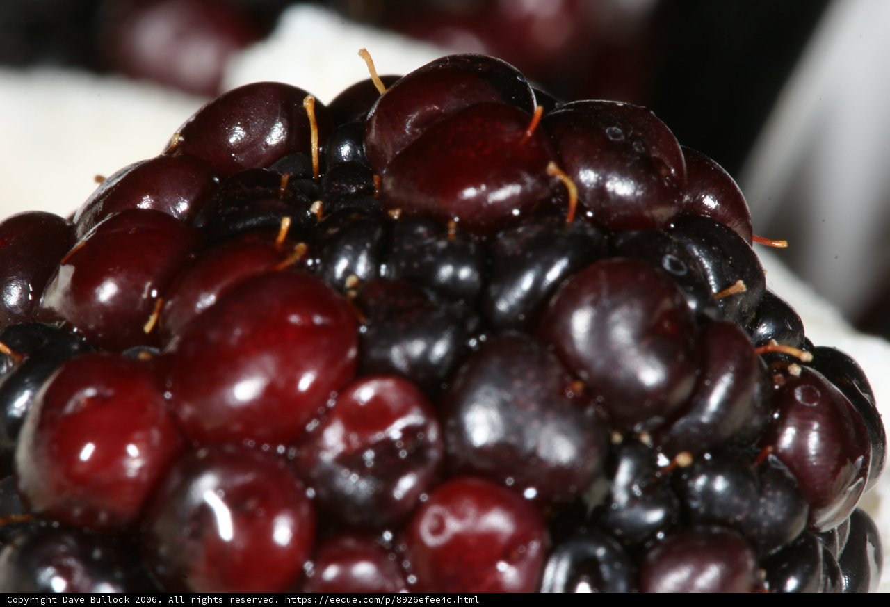 Juicy Blackberry Close-Up