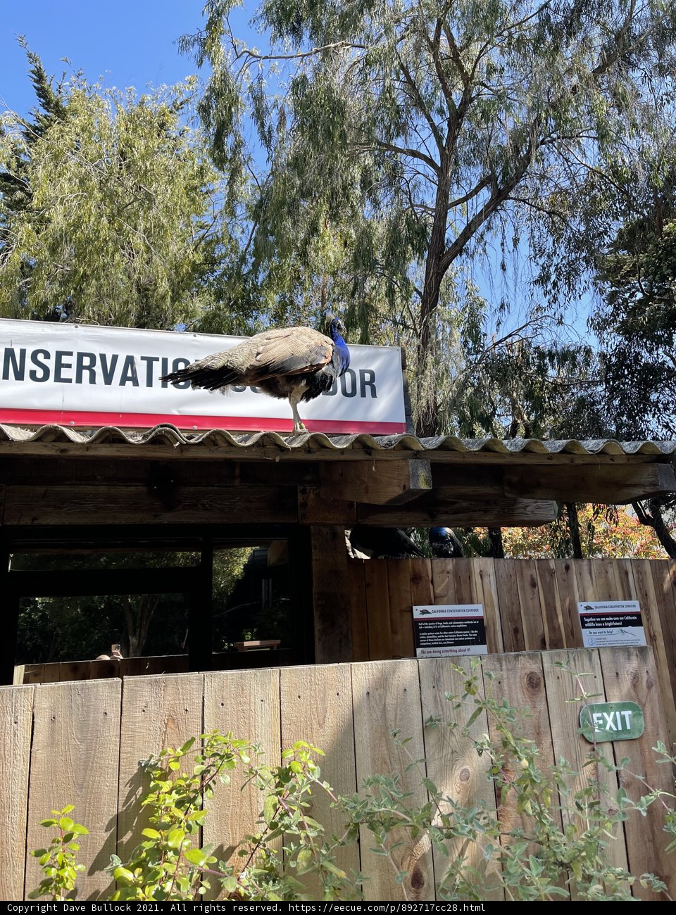 Proud Peacock Perched on Wooden Fence
