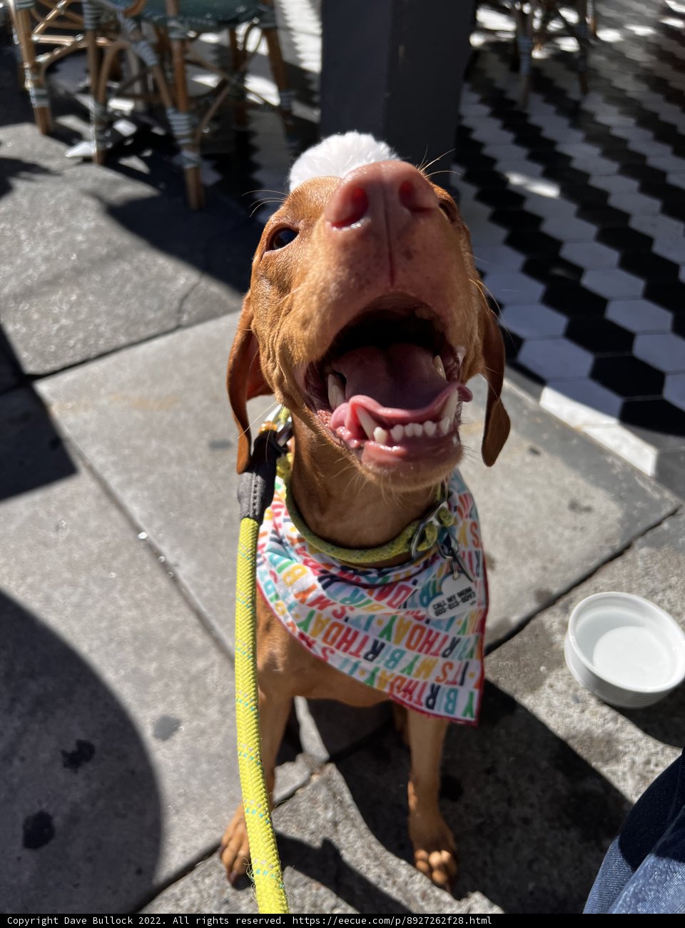Fashionable Hound on the Sidewalk
