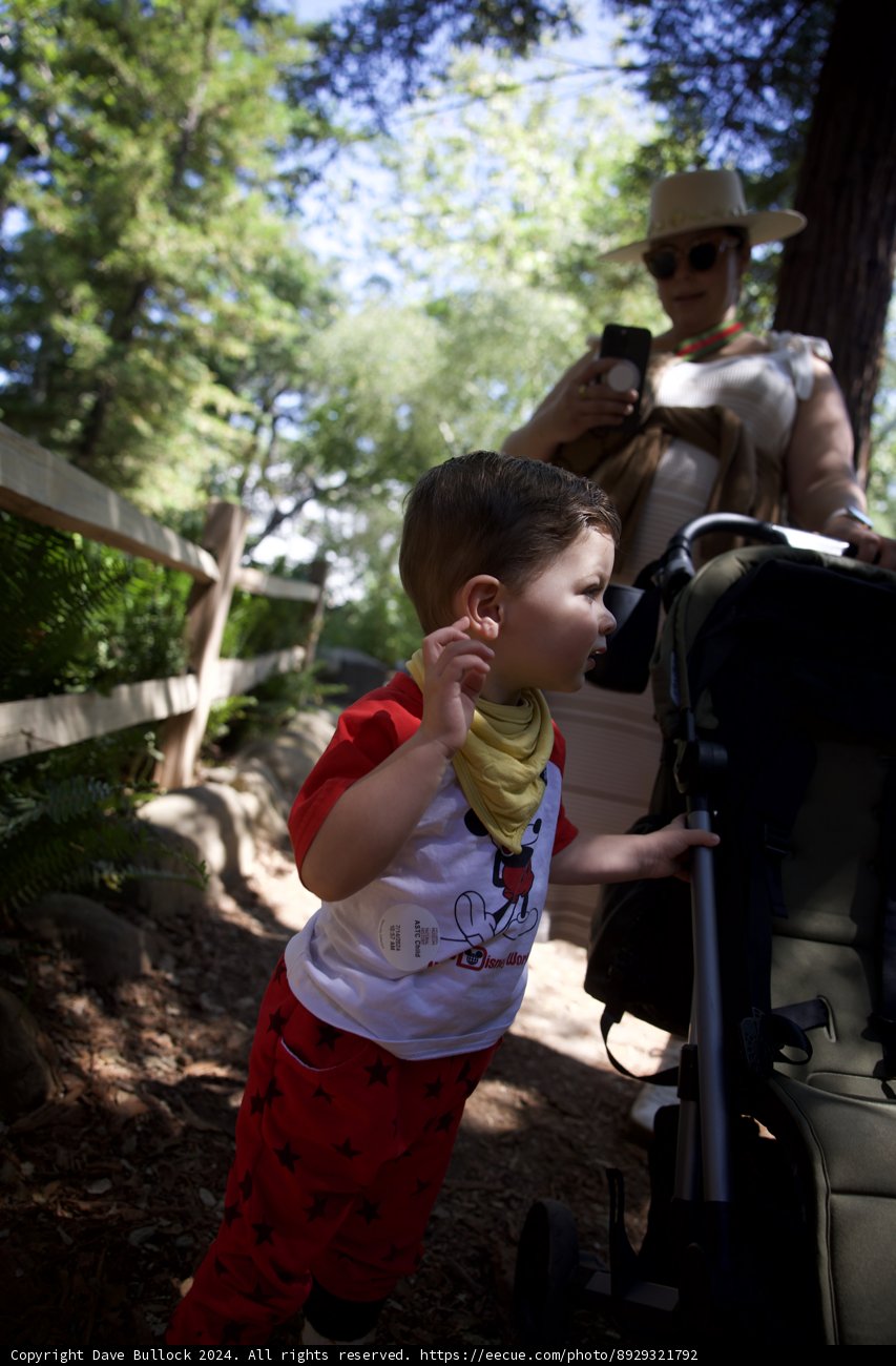 Wesley's Woodland Adventure