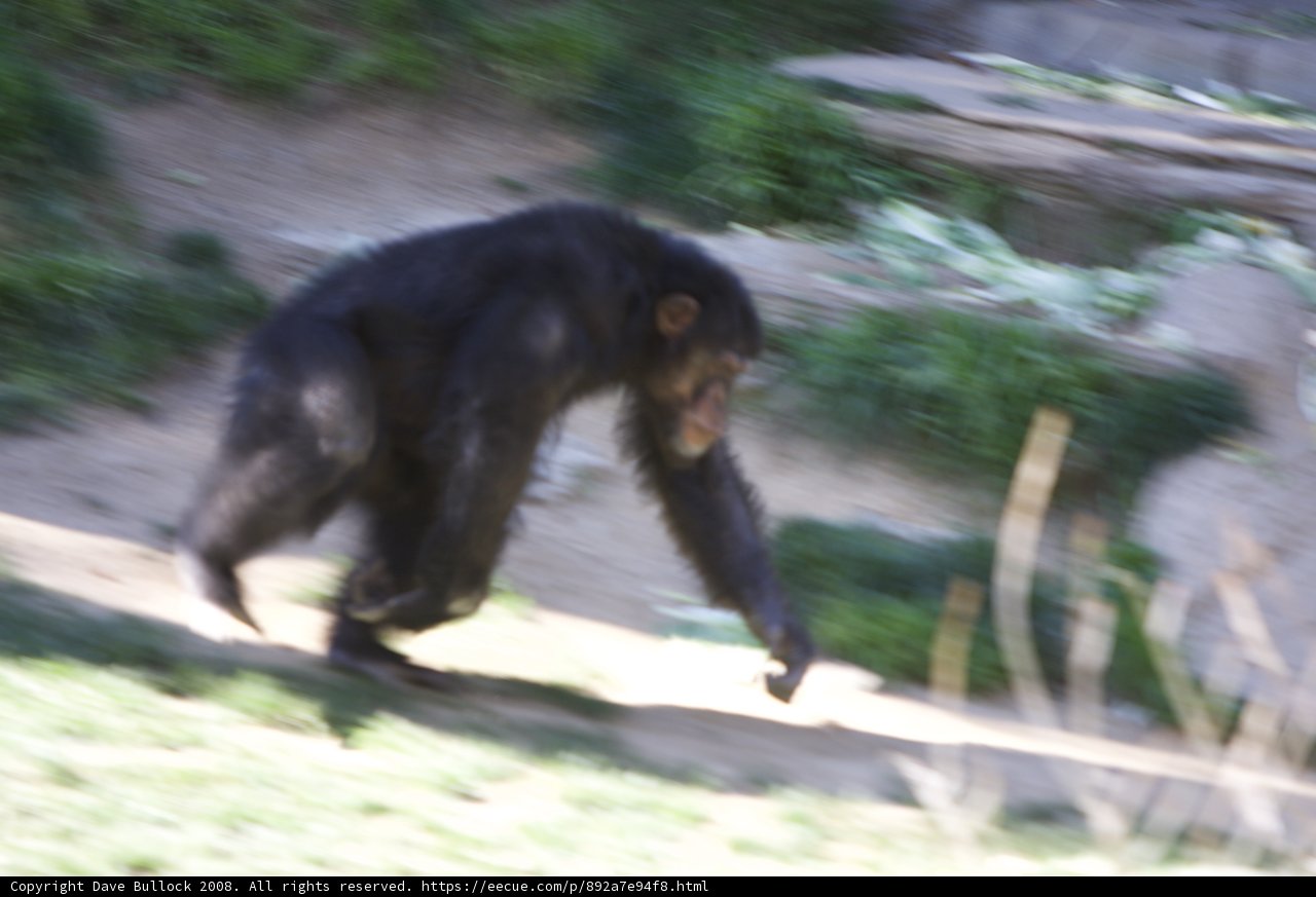 The Graceful Black Monkey